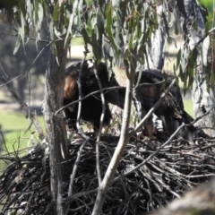 Aquila audax at Kambah, ACT - 25 Nov 2022