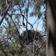 Aquila audax at Kambah, ACT - 25 Nov 2022 11:53 AM