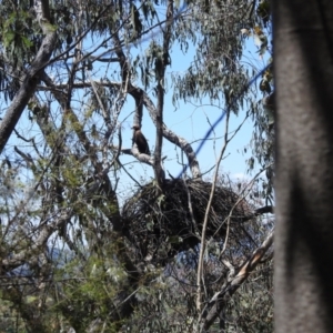 Aquila audax at Kambah, ACT - 25 Nov 2022 11:53 AM