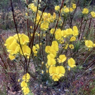 Gompholobium huegelii (Pale Wedge Pea) at Kowen, ACT - 24 Nov 2022 by Komidar