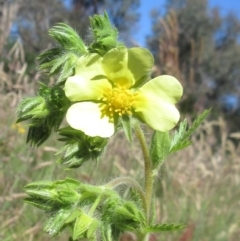 Potentilla recta (Sulphur Cinquefoil) at Weetangera, ACT - 24 Nov 2022 by sangio7