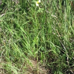 Potentilla recta at Weetangera, ACT - 24 Nov 2022