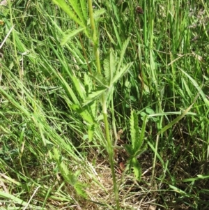 Potentilla recta at Weetangera, ACT - 24 Nov 2022