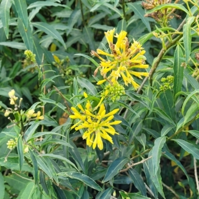 Cestrum parqui (Green Cestrum Chilean Jessamine) at Hexham, NSW - 25 Nov 2022 by trevorpreston