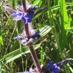 Ajuga australis (Austral Bugle) at Weetangera, ACT - 24 Nov 2022 by sangio7