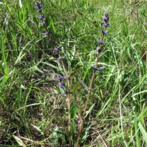 Ajuga australis at Weetangera, ACT - 24 Nov 2022