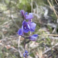 Thelymitra ixioides (Dotted Sun Orchid) at Blue Mountains National Park - 25 Nov 2022 by Mavis