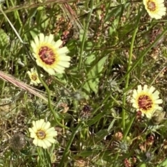 Tolpis barbata (Yellow Hawkweed) at Nicholls, ACT - 26 Nov 2022 by gavinlongmuir