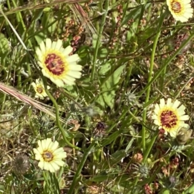 Tolpis barbata (Yellow Hawkweed) at Nicholls, ACT - 25 Nov 2022 by gavinlongmuir