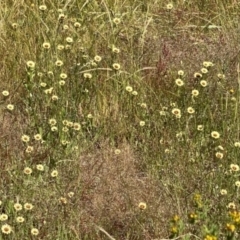 Tolpis barbata at Nicholls, ACT - 26 Nov 2022