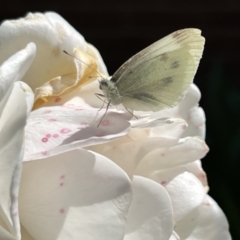 Pieris rapae (Cabbage White) at Holt, ACT - 25 Nov 2022 by JimL