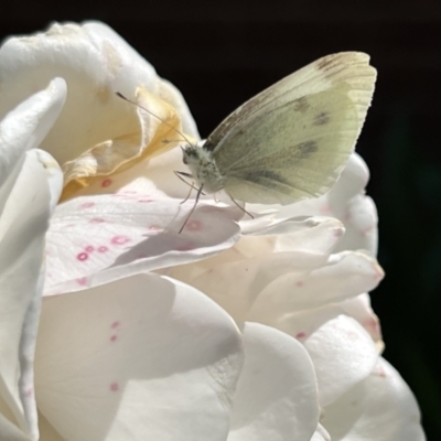 Pieris rapae (Cabbage White) at Holt, ACT - 26 Nov 2022 by JimL