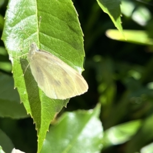 Pieris rapae at Holt, ACT - 26 Nov 2022