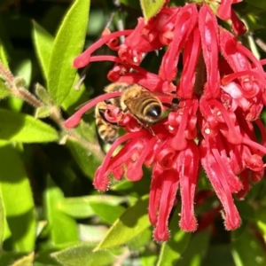 Apis mellifera at Holt, ACT - suppressed