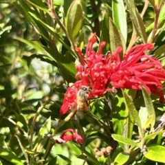 Apis mellifera at Holt, ACT - suppressed