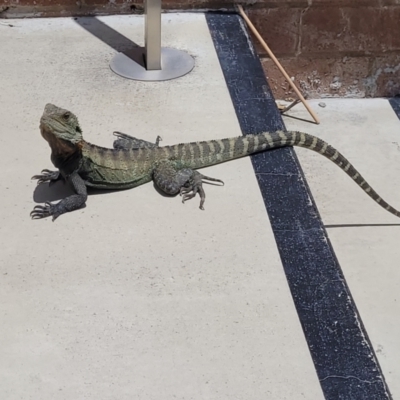 Intellagama lesueurii howittii (Gippsland Water Dragon) at ANU Kingsley Precinct - 23 Nov 2022 by rebeccakippen