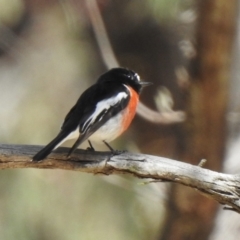 Petroica boodang (Scarlet Robin) at High Range, NSW - 23 Nov 2022 by GlossyGal