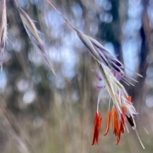 Rytidosperma pallidum at Kowen, ACT - 25 Nov 2022