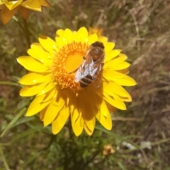 Apis mellifera (European honey bee) at Hawker, ACT - 26 Nov 2022 by VanceLawrence