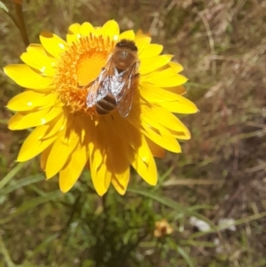 Apis mellifera at Hawker, ACT - 26 Nov 2022 11:59 AM