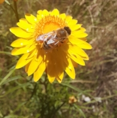 Apis mellifera at Hawker, ACT - 26 Nov 2022 11:59 AM