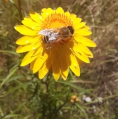 Apis mellifera at Hawker, ACT - 26 Nov 2022 11:59 AM