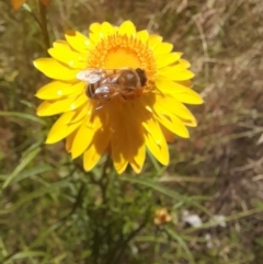 Apis mellifera at Hawker, ACT - 26 Nov 2022 11:59 AM