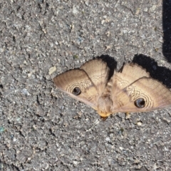 Dasypodia selenophora (Southern old lady moth) at Lyons, ACT - 26 Nov 2022 by alannah907