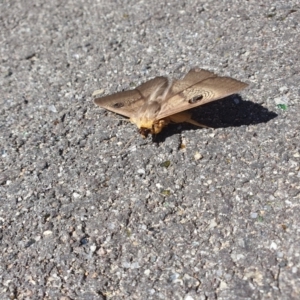 Dasypodia selenophora at Lyons, ACT - 26 Nov 2022