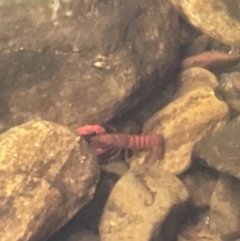 Cherax sp. at Blue Mountains National Park - 26 Nov 2022 by Mavis