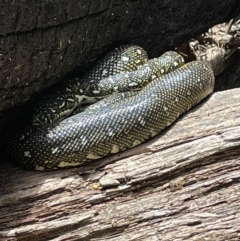 Morelia spilota spilota (Diamond Python) at Blue Mountains National Park - 26 Nov 2022 by Mavis