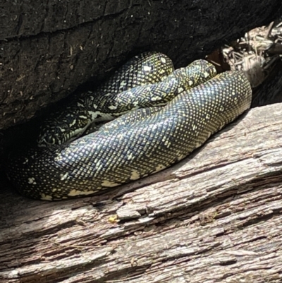 Morelia spilota spilota (Diamond Python) at Blackheath, NSW - 26 Nov 2022 by Mavis