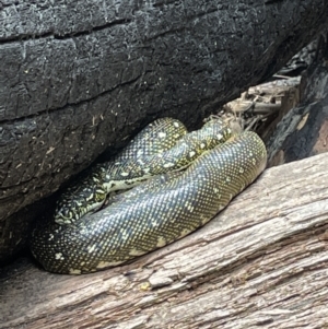 Morelia spilota spilota at Blackheath, NSW - 26 Nov 2022