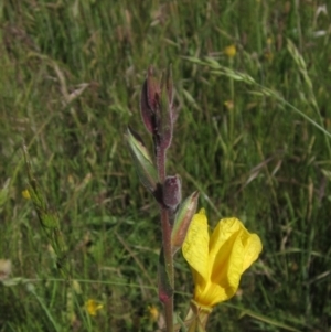 Oenothera stricta subsp. stricta at Molonglo Valley, ACT - 20 Nov 2022