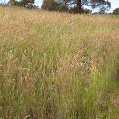 Holcus lanatus (Yorkshire Fog) at Molonglo Valley, ACT - 20 Nov 2022 by pinnaCLE