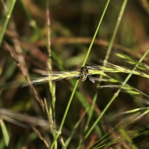 Simosyrphus grandicornis at Higgins, ACT - 26 Nov 2022