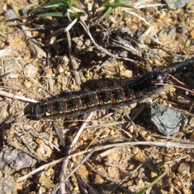 Apina callisto (Pasture Day Moth) at Weetangera, ACT - 19 Sep 2022 by pinnaCLE