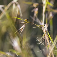 Diptera (order) (Fly - Unidentified) at Higgins, ACT - 26 Nov 2022 by MichaelWenke