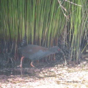 Zapornia tabuensis at Kingston, ACT - 26 Nov 2022