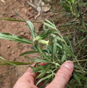 Billardiera scandens at Watson, ACT - 26 Nov 2022