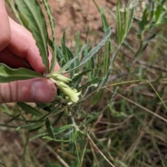 Billardiera scandens at Watson, ACT - 26 Nov 2022