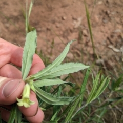 Billardiera scandens at Watson, ACT - 26 Nov 2022