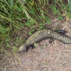 Tiliqua rugosa (Shingleback Lizard) at Mount Majura - 26 Nov 2022 by WalterEgo