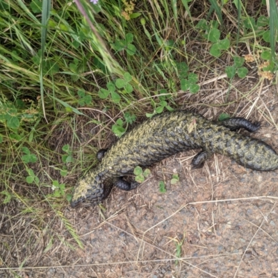 Tiliqua rugosa (Shingleback Lizard) at P11 - 26 Nov 2022 by WalterEgo