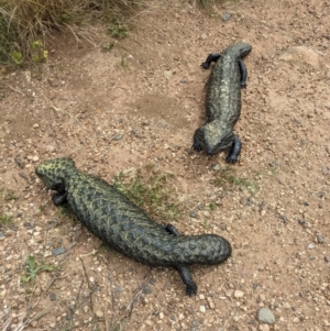 Tiliqua rugosa at Watson, ACT - 26 Nov 2022