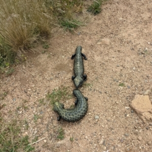 Tiliqua rugosa at Watson, ACT - 26 Nov 2022