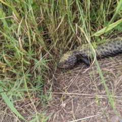 Tiliqua rugosa at Watson, ACT - 26 Nov 2022