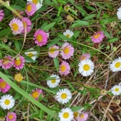 Erigeron karvinskianus (Seaside Daisy) at Isaacs, ACT - 26 Nov 2022 by Mike