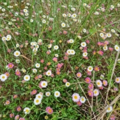 Erigeron karvinskianus at Isaacs, ACT - 26 Nov 2022 04:00 PM