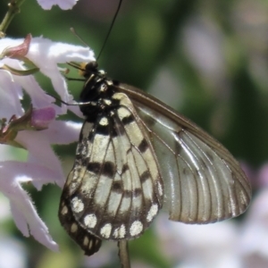 Acraea andromacha at Acton, ACT - 26 Nov 2022